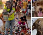 Voluntários transformam tampinhas em ajuda para animais abandonados