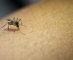 Como cuidar do fígado após a dengue?