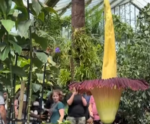 Cheiro de morte? Terceira flor-cadáver desabrocha na Austrália