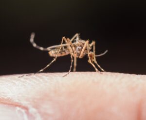 A foto apresenta Aedes aegypti vetor da dengue