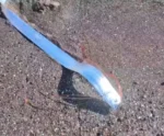 Peixe que “prevê” desastres naturais aparece vivo em praia; veja vídeo