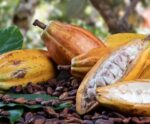 Dia do Cacau: fruto, que dá origem ao chocolate, promove turismo no ES