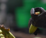 Agroindústria capixaba dribla escassez momentânea de banana