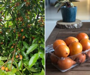 Achachairu: Itarana se consolida como polo de fruta exótica