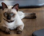 Março Azul Marinho pet: como prevenir cães e gatos conta doenças