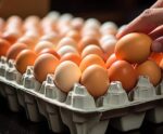 Nova regra para venda de ovos entrará em vigor ainda este ano