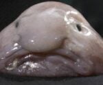 ‘Animal mais feio do mundo’ é eleito peixe do ano na Nova Zelândia