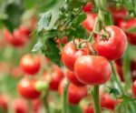 Produtores de tomate projetam boa safra de inverno
