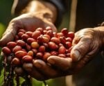 Chuvas trazem alívio para produtores de café
