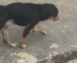 Protetora pede ajuda para salvar vida de Cachorro em Cachoeiro