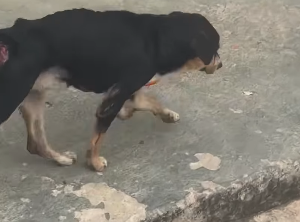 Protetora pede ajuda para salvar vida de Cachorro em Cachoeiro animais cachoeiro