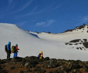 Fungo da Antártica pode levar a novo biopesticida natural