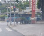 Cavalos desfilam em bairro nobre de Cachoeiro; o que isso significa?