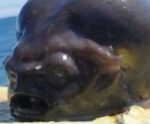Assustador! Pescador captura “peixe alienígena” e vídeo viraliza; veja