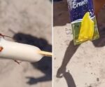VÍDEO | banhista encontra barata dentro de picolé na praia