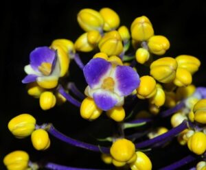 Variação inédita de planta é descoberta em Mimoso do Sul; confira Planta inédita