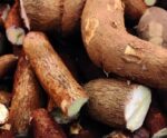 Produtores reduzem oferta de mandioca diante de preços em baixa