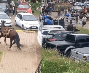 Vídeo | Grande ataque de abelhas mata cavalos e deixa feridos no RS