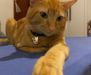 Jovens atletas de Alegre pedem ajuda para encontrar gato desaparecido