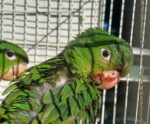 Iema recebe animais silvestres resgatados no Sul do Espírito Santo