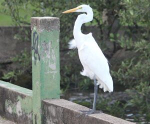 Meio Ambiente firma contrato para reabilitação de animais silvestres animais silvestres