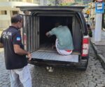 PC de Mimoso cumpre mandado de prisão contra acusado de furto