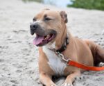 Idoso morre após ser atacado por 4 pitbulls