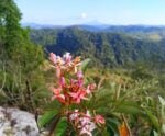 Trilha do Mel: natureza, aventura e paisagens exuberantes em Rio Novo