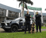 Cão German completa 1 ano e vira destaque na Guarda de Cariacica
