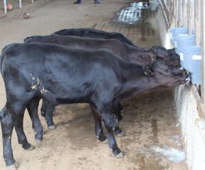 Bezerros geneticamente editados nascem pela primeira vez no Brasil