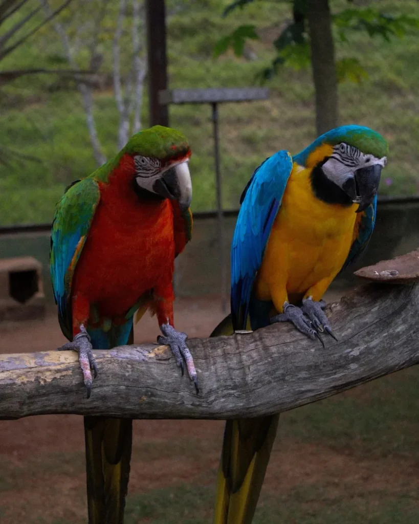 Bioparque das Aves, Domingos Martins