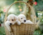 Longevidade canina: qual raça de cachorro vive mais?