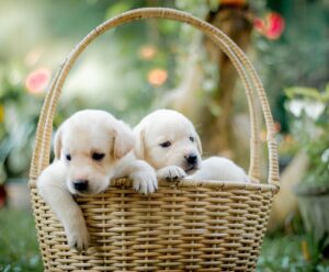Longevidade canina: qual raça de cachorro vive mais?