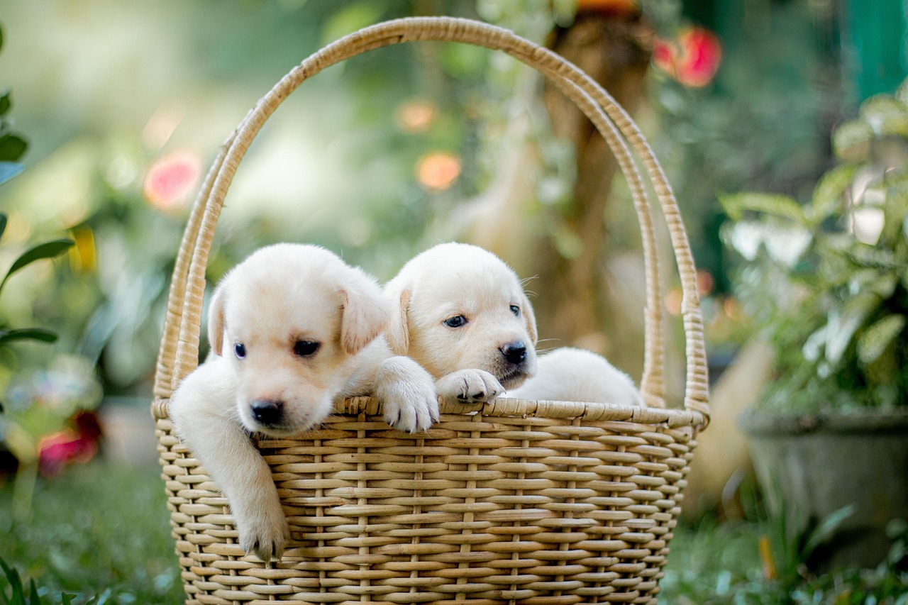 Foto: Ilustrativa/Pixabay Foto: Ilustrativa/Pixabay