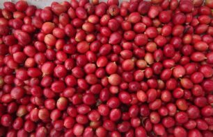 Estudo pioneiro revela potencial e diversidade dos grãos de café