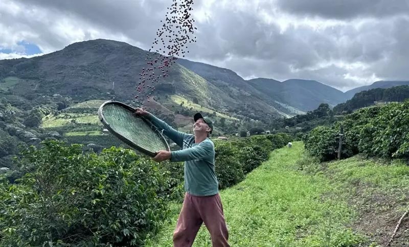 Caparaó Amarelo, Catuaí Vermelho e Gueixa são variedades de café produzidos pelos De Lacerda. Crédito: arquivo pessoal Caparaó Amarelo, Catuaí Vermelho e Gueixa são variedades de café produzidos pelos De Lacerda. Crédito: arquivo pessoal