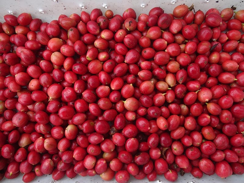Café colhido em Nova Venécia para pesquisa. Foto: divulgação.
Café colhido em Nova Venécia para pesquisa. Foto: divulgação.