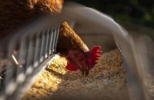 Espírito Santo está em alerta máximo após caso de gripe aviária no RS