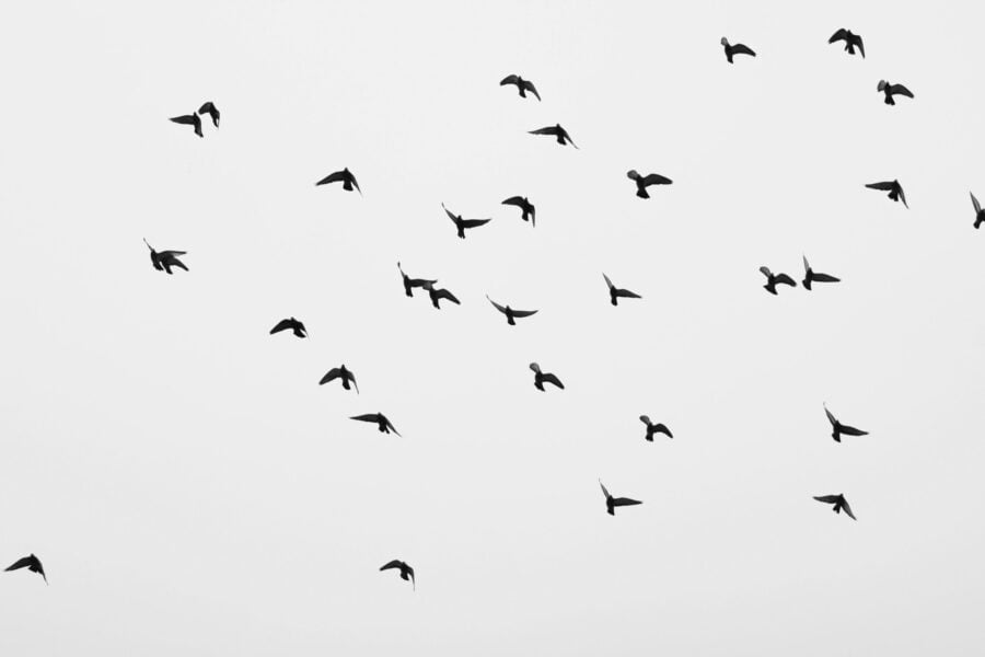 Foto: Pexels Foto: Pexels