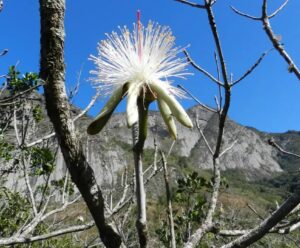 Estudo em “inselbergs” do ES encontra espécies resistentes ao calor