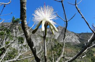 Estudo em “inselbergs” do ES encontra espécies resistentes ao calor
