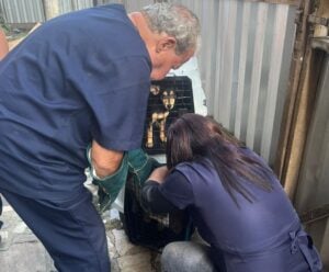 Ação conjunta resgata seis animais em situação de maus-tratos no ES