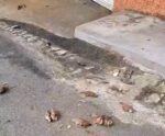 Moradores denunciam suposto envenenamento de pássaros em Cachoeiro