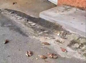 Pássaros envenenados