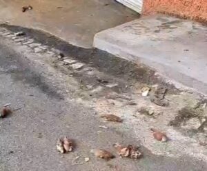 Moradores denunciam suposto envenenamento de pássaros em Cachoeiro Pássaros envenenados