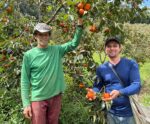 Produtores de Alfredo Chaves se destacam com cultivo de caqui 
