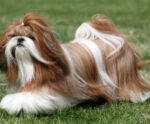 Cuidados com Shih Tzu: dicas para manter a qualidade de vida do pet