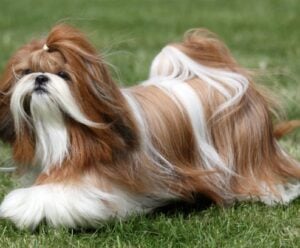 Cuidados com Shih Tzu: dicas para manter a qualidade de vida do pet