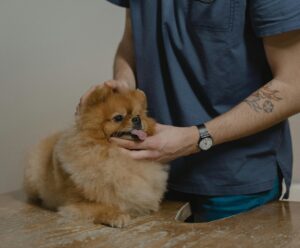Clínica veterinária está com oportunidade de emprego em Cachoeiro Vagas de emprego em Cachoeiro