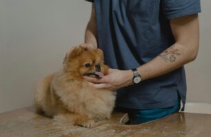 Clínica veterinária está com oportunidade de emprego em Cachoeiro Vagas de emprego em Cachoeiro